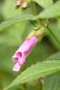 Japanese turtlehead Chelonopsis moschata Avette Bicolor, tubular pink flowers